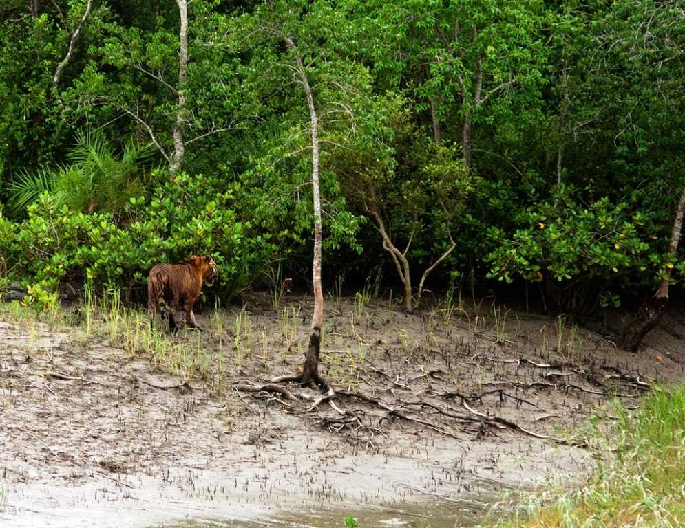 The Sundarbans National Park, world heritage site in india