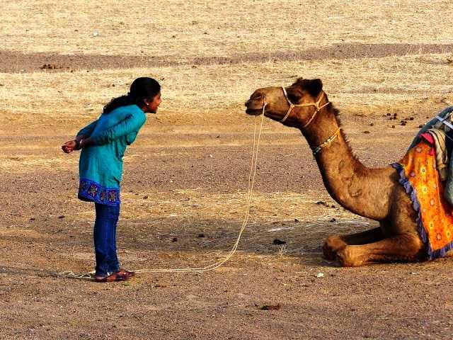 Camel Safari in Jaisalmer