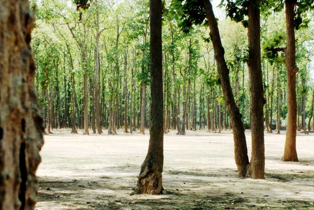 Sal tree forest, Jhargram