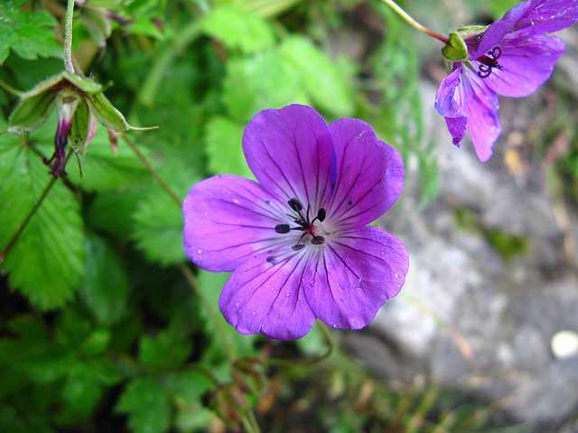 Valley Of Flowers offbeat beautiful trip