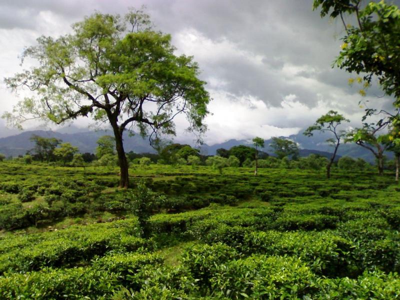 Tea gardens in dooars, best places to visit in september in india