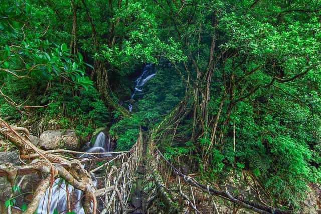 living root bridge unexplored place