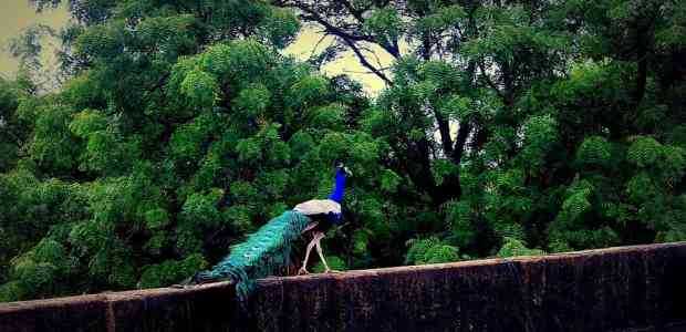 Nawalgarh, Offbeat Rajasthan Diaries: Rendezvous with a Dancing Peacock