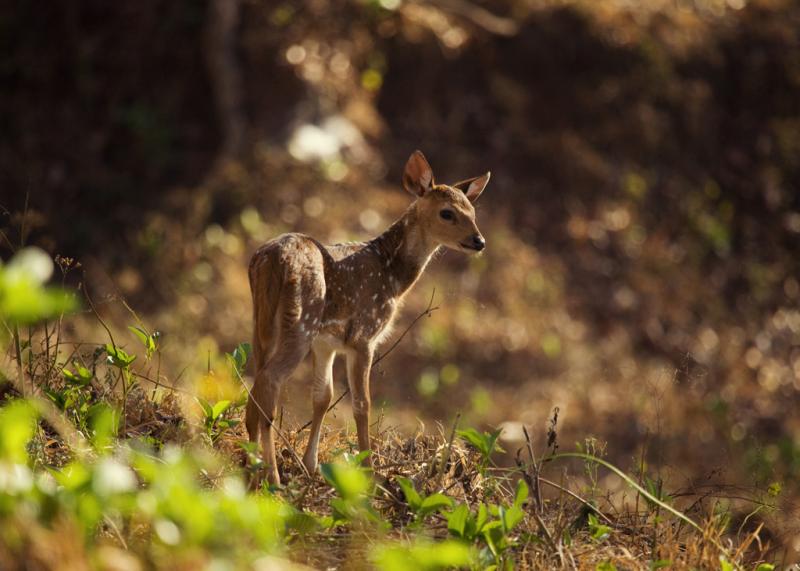 Nagarhole Wildlife Sanctuary, Places near Bangalore for Winter