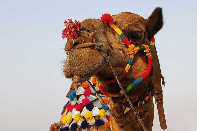 Bikaner Camel Festival celebration Fair in desert