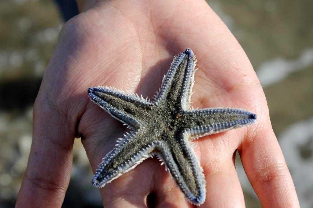 Starfish, Tarkarli Beach 
