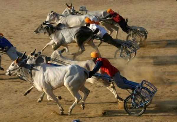 Kila Raipur Festival cebration in north india