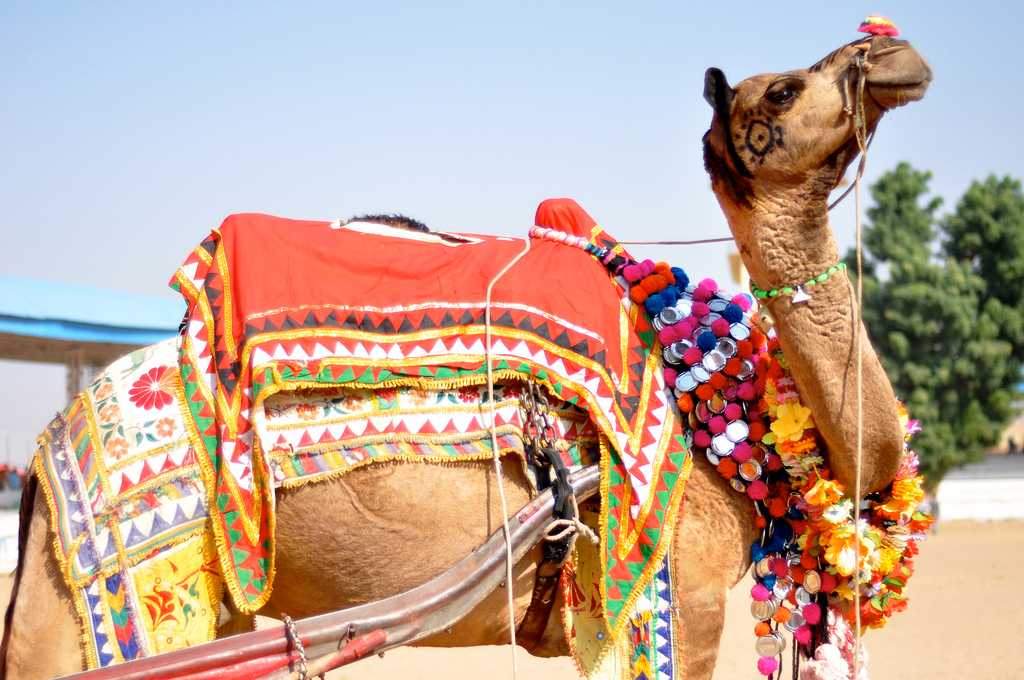 pushkar mela, pushkar fair, pushkar camel fair 2017