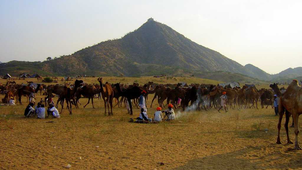 pushkar mela, pushkar fair, pushkar camel fair 2017