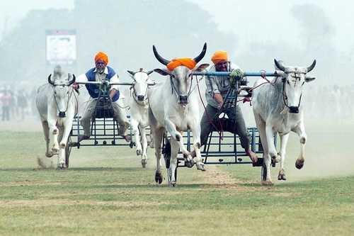 rural olympics