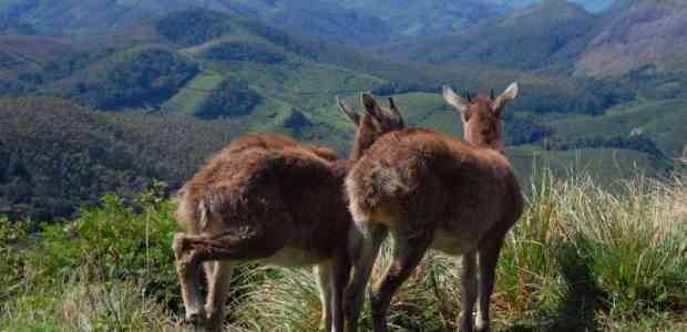 The wilderness of God's own country: Wildlife circuits from Kerala 