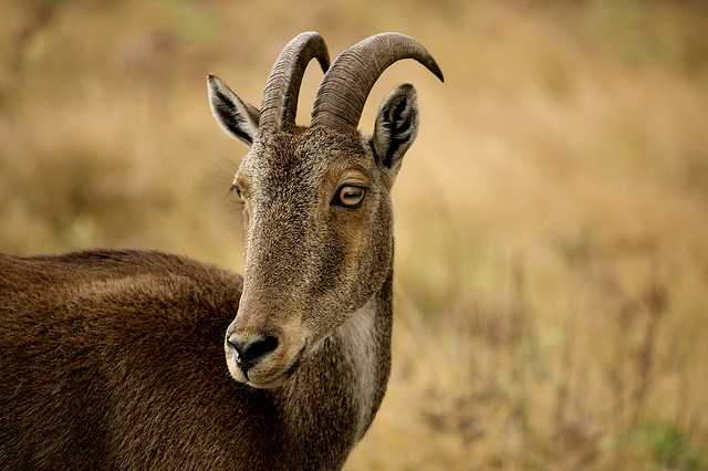 Nilgir Tahr Source