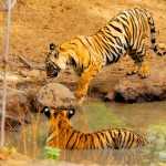 Best Tiger Reserves in India: Best Places to Go Tiger Spotting