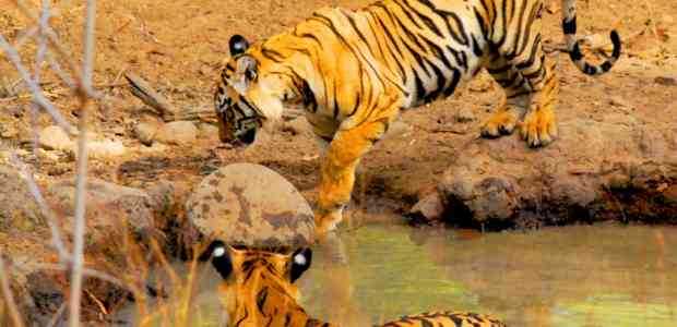 Best Tiger Reserves in India: Best Places to Go Tiger Spotting