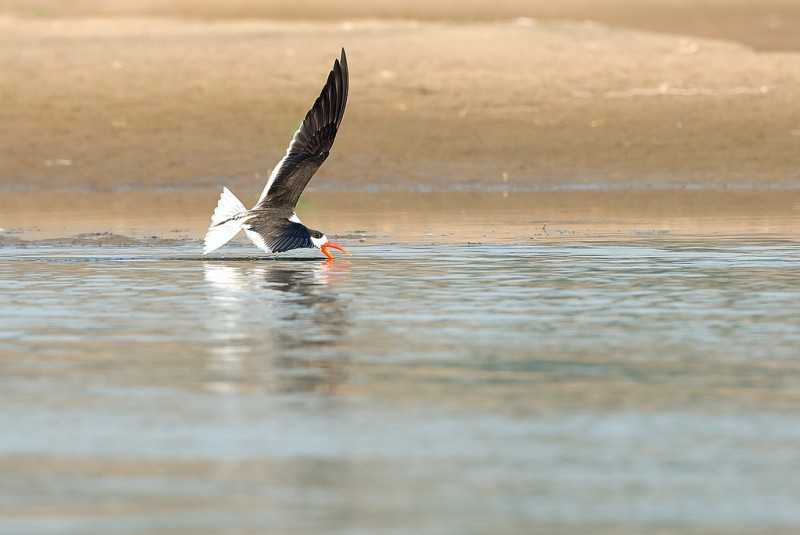 Action at Chambal - Source