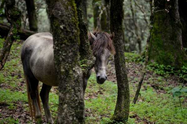 Tirthan Valley - Best places to visit in May in India