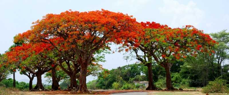 Best Places near Bangalore for Summers, madumalai