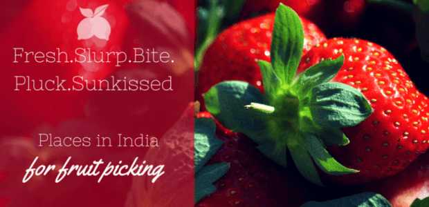 Of fruits and orchards: Best places for fruit picking in India