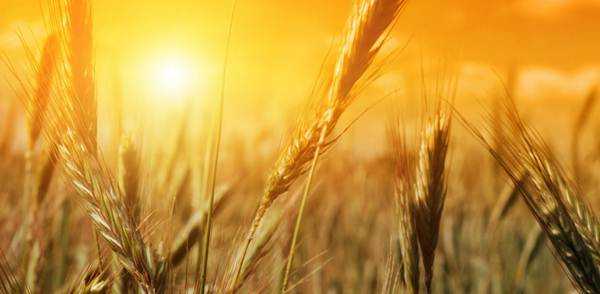 Baisakhi - The Harvest Festival