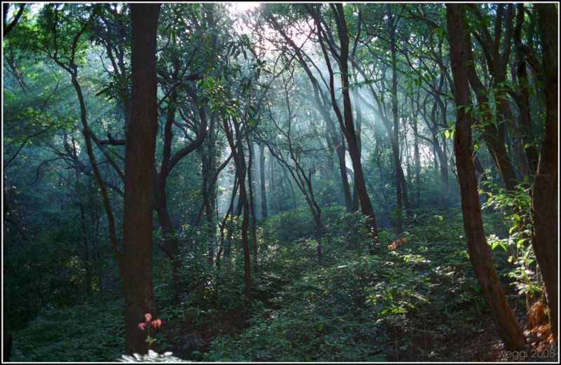 The magical forests in Matheran (Source)