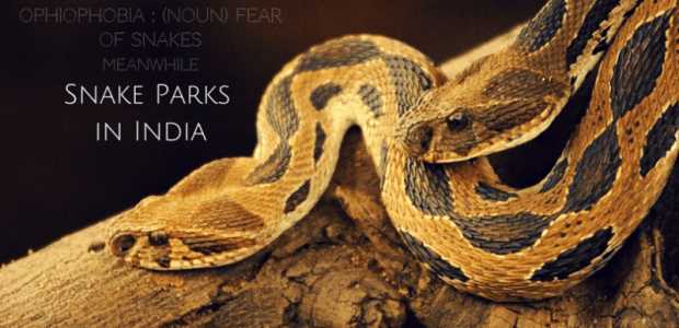 Snakes that charm: Best snake parks in India