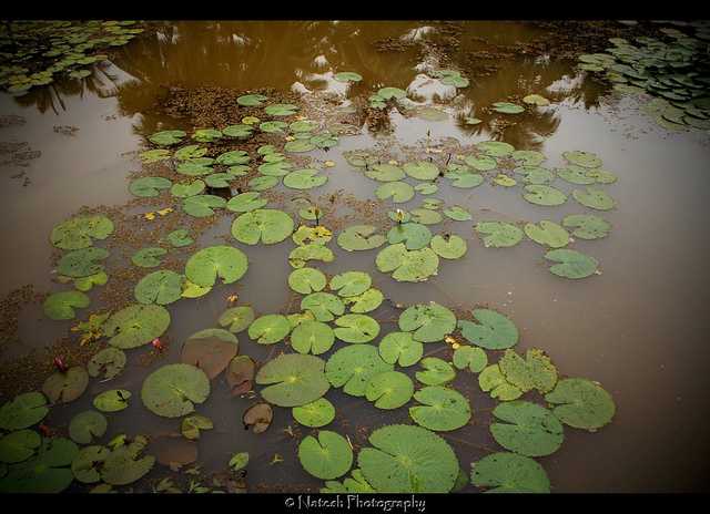 Lake at Isha Yoga Centre, Yoga in India