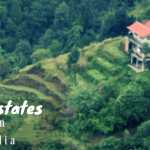 Tea Plantations in India