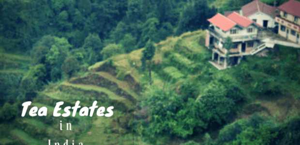 Tea Plantations in India
