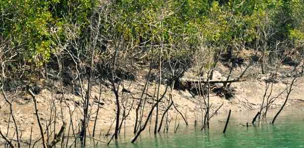 The Sea Gypsy Fishing Families of the Sundarbans #TWC