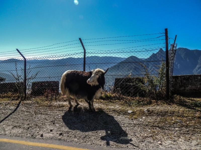 Yak at Sela Pass