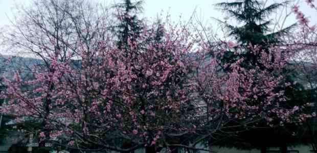 Manali: A Snowy Encounter #TWC