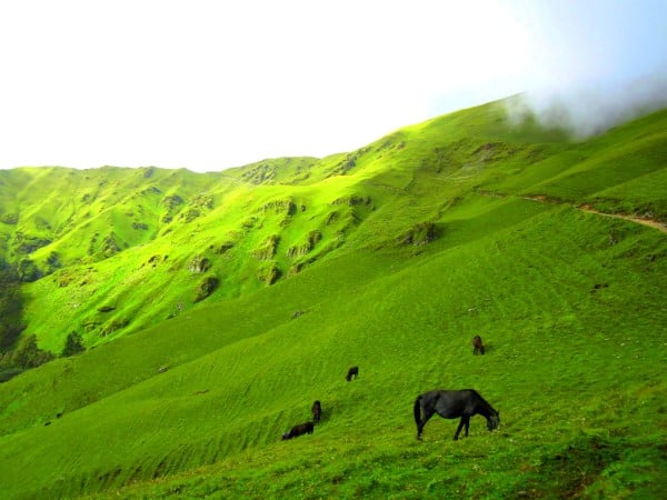 Beautiful meadows