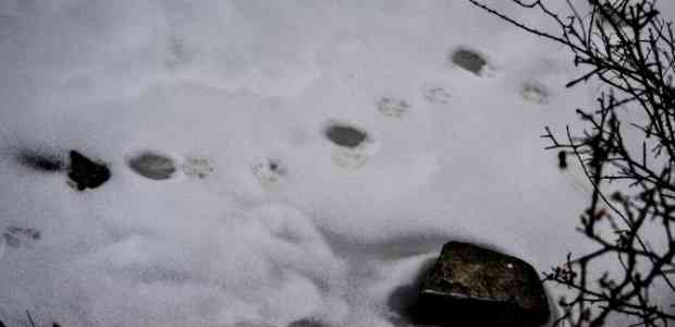 On the Trail of the Ghost Cat #TWC