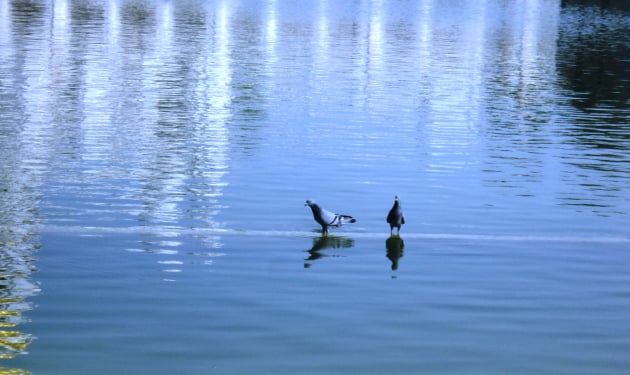 I watched a pair of pigeons quench their thirst from the Gurdwara-pond as I sat in the courtyard, quenching my thirst for peace.