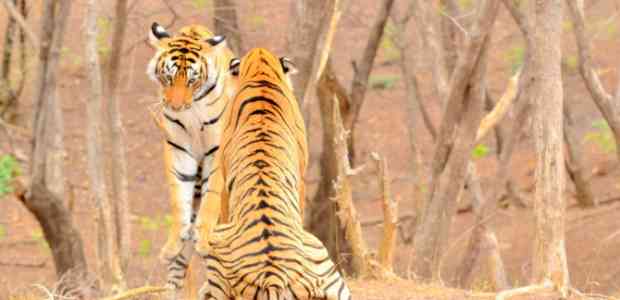 The Ranthambore Diaries #TWC