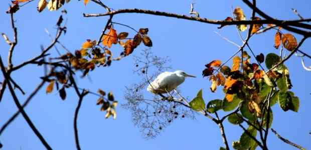 Chhattisgarh: Where Forests Can Talk #TWC