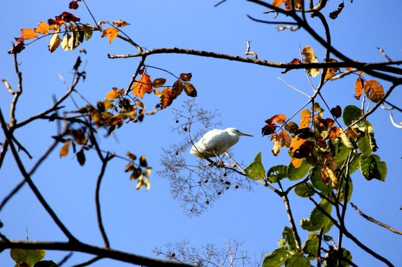 Barnwapara-Wildlife-Sanctuary_Photos-by-Amit-Sengupta_Travel-Flat-10-1024x683