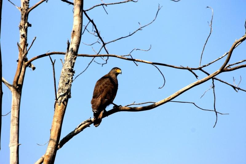 Barnwapara-Wildlife-Sanctuary_Photos-by-Amit-Sengupta_Travel-Flat-11-1024x683
