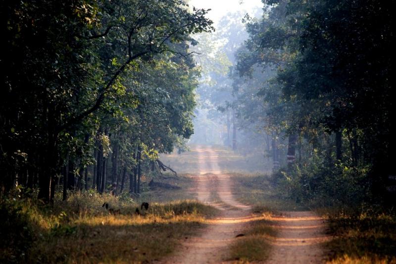 Barnwapara-Wildlife-Sanctuary_Photos-by-Amit-Sengupta_Travel-Flat-5-1024x683