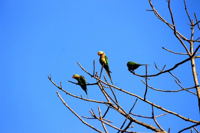 Barnwapara-Wildlife-Sanctuary_Photos-by-Amit-Sengupta_Travel-Flat-6-1024x683