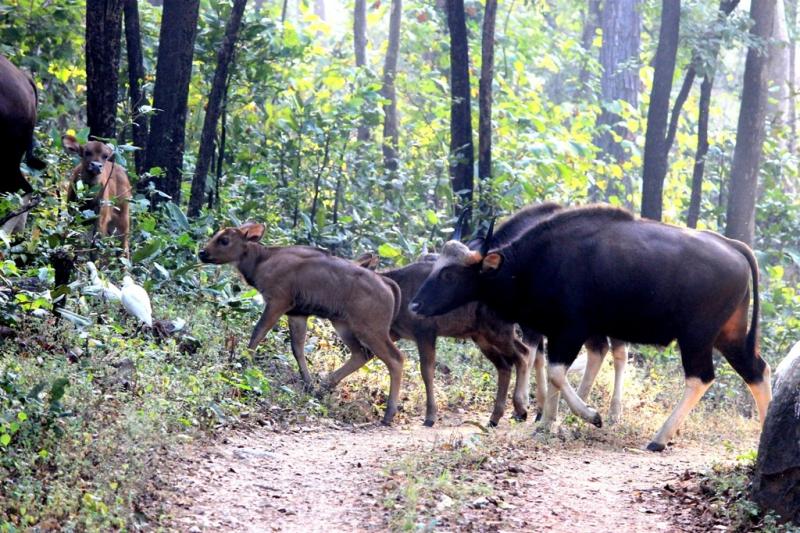 Barnwapara-Wildlife-Sanctuary_Photos-by-Amit-Sengupta_Travel-Flat-9-1024x683