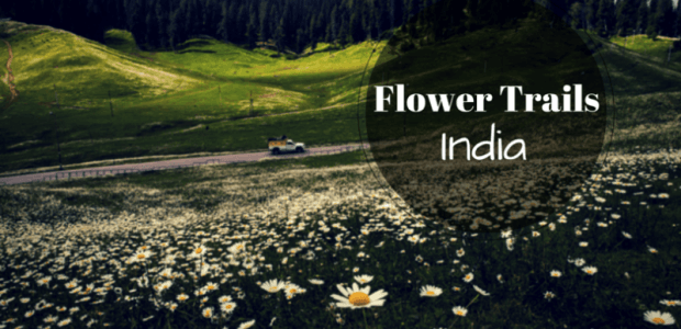 The flowering delights of India - Flower Trails