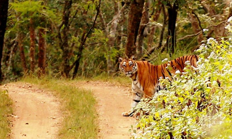 Biligirirangana Hills, Road trips near Bangalore
