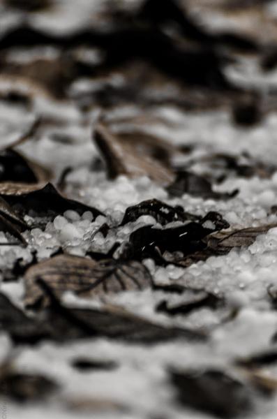 Fresh snow