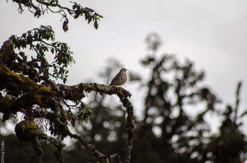 Beautiful bird at Deoria Tal