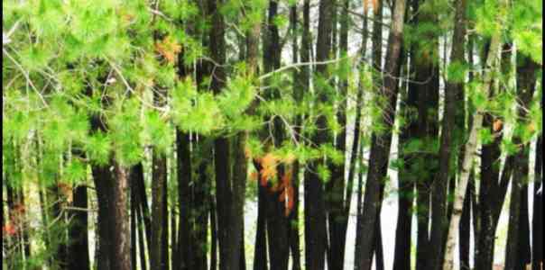 15 Postcard Pictures that will Make You Fall in Love with Sursingdhar #TWC