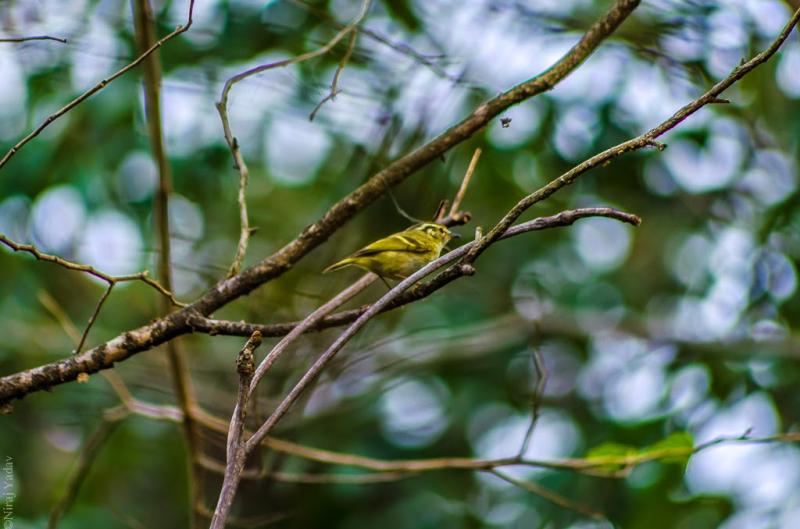 The restless bird.