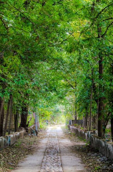 Foot path in the Ashram