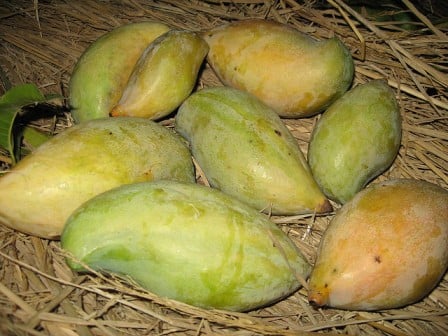 Totapuri mangoes, Mango in india