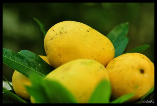 Safeda mangoes, Mango in india
